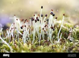 Attēlu rezultāti vaicājumam “Homalia trichomanoides sporophyte”