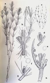 Attēlu rezultāti vaicājumam “Chara contraria”