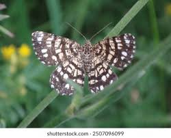 Attēlu rezultāti vaicājumam “Chiasmia clathrata”