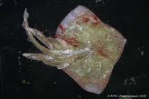 Image result for Raja brachyura