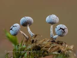 Attēlu rezultāti vaicājumam “Physarum bryocorticola macro”