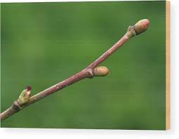 Attēlu rezultāti vaicājumam “Corylus avellana bud”