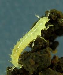 Attēlu rezultāti vaicājumam “Orthosia miniosa larva”