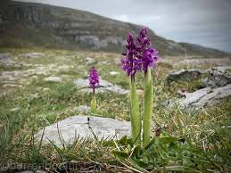 Attēlu rezultāti vaicājumam “Orchis mascula flower”