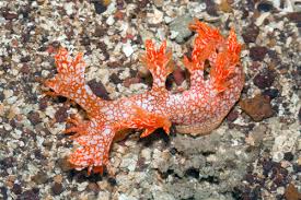 ผลการค้นหารูปภาพสำหรับ Bornella Anguilla