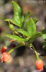 Attēlu rezultāti vaicājumam “Menziesia ferruginea”