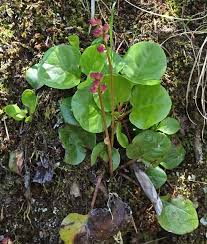 Attēlu rezultāti vaicājumam “Pyrola rotundifolia fruit”