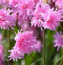 Image result for Lychnis flos-cuculi