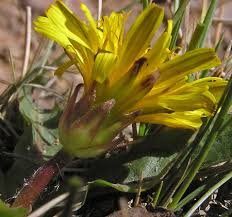 Attēlu rezultāti vaicājumam “Taraxacum”