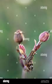 Attēlu rezultāti vaicājumam “Hadena rivularis”