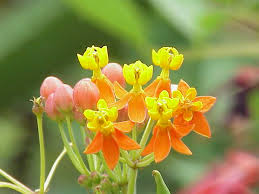 Attēlu rezultāti vaicājumam “Asclepiadaceae”