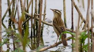 Attēlu rezultāti vaicājumam “Acrocephalus schoenobaenus adult”