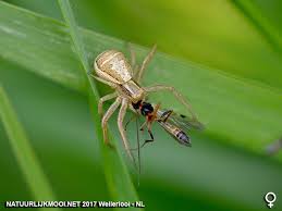 Attēlu rezultāti vaicājumam “Xysticus ulmi”