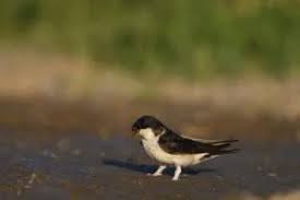 Attēlu rezultāti vaicājumam “Delichon urbicum juvenile”