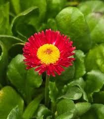 Image result for Bellis perennis