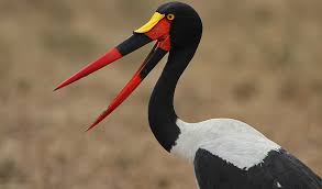 Attēlu rezultāti vaicājumam “Ciconiiformes”