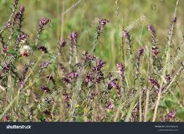 Attēlu rezultāti vaicājumam “Odontites vulgaris”