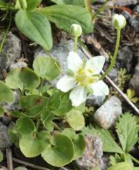 Attēlu rezultāti vaicājumam “Parnassia palustris bud”