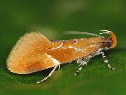 Attēlu rezultāti vaicājumam “Epicallima formosella”