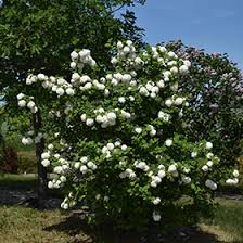 Attēlu rezultāti vaicājumam “Viburnum opulus flower”