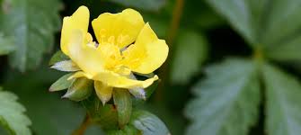 Attēlu rezultāti vaicājumam “Potentilla reptans bud”