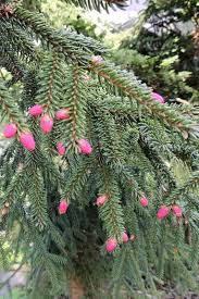 Attēlu rezultāti vaicājumam “Picea abies fo. virgata”