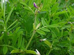 Attēlu rezultāti vaicājumam “Vicia sativa”
