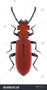 Attēlu rezultāti vaicājumam “Cucujus cinnaberinus”