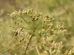 Image result for Carum carvi