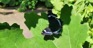 「憚木蝶左」の画像検索結果