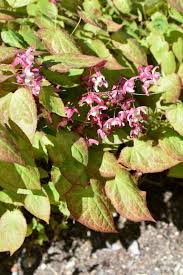Attēlu rezultāti vaicājumam “Epimedium alpinum”