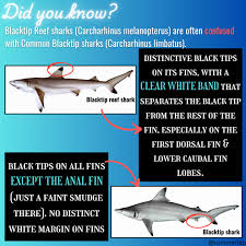 Image result for Carcharhinus melanopterus