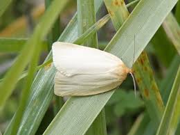 Attēlu rezultāti vaicājumam “Aphelia paleana”