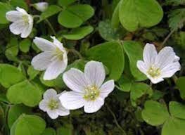 Attēlu rezultāti vaicājumam “Oxalis acetosella fruit”