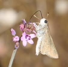 Attēlu rezultāti vaicājumam “Thymelicus sylvestris female”