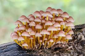 Attēlu rezultāti vaicājumam “Mycena renati”