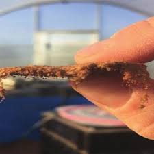 Attēlu rezultāti vaicājumam “Tortula truncata sporophyte”