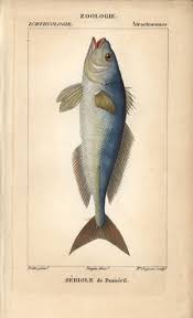 Image result for Seriola dumerili