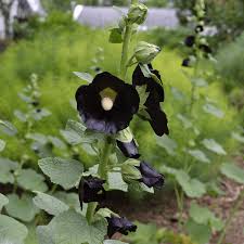 Image result for Alcea rosea nigra