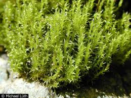 Attēlu rezultāti vaicājumam “Ceratodon purpureus”