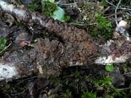 Attēlu rezultāti vaicājumam “Exidia cartilaginea”