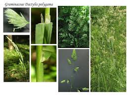 Attēlu rezultāti vaicājumam “Dactylis polygama”