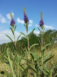 Attēlu rezultāti vaicājumam “Veronica spicata flower”