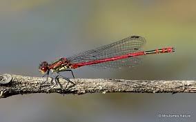 Attēlu rezultāti vaicājumam “Pyrrhosoma nymphula”