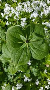 Attēlu rezultāti vaicājumam “Paris quadrifolia flower”