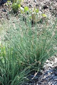 Attēlu rezultāti vaicājumam “Juncus inflexus bud”