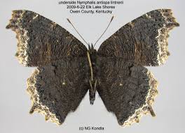 Attēlu rezultāti vaicājumam “Nymphalis antiopa underside”