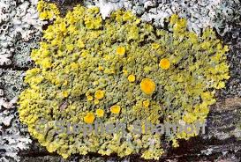 Attēlu rezultāti vaicājumam “Xanthoria candelaria”