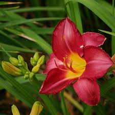 Image result for Hemerocallis `Moses Fire`