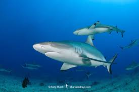 Image result for Carcharhinus amblyrhynchos